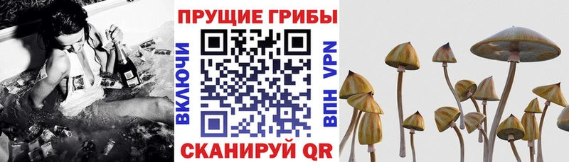 это телеграм  Подпорожье  Псилоцибиновые грибы прущие грибы 